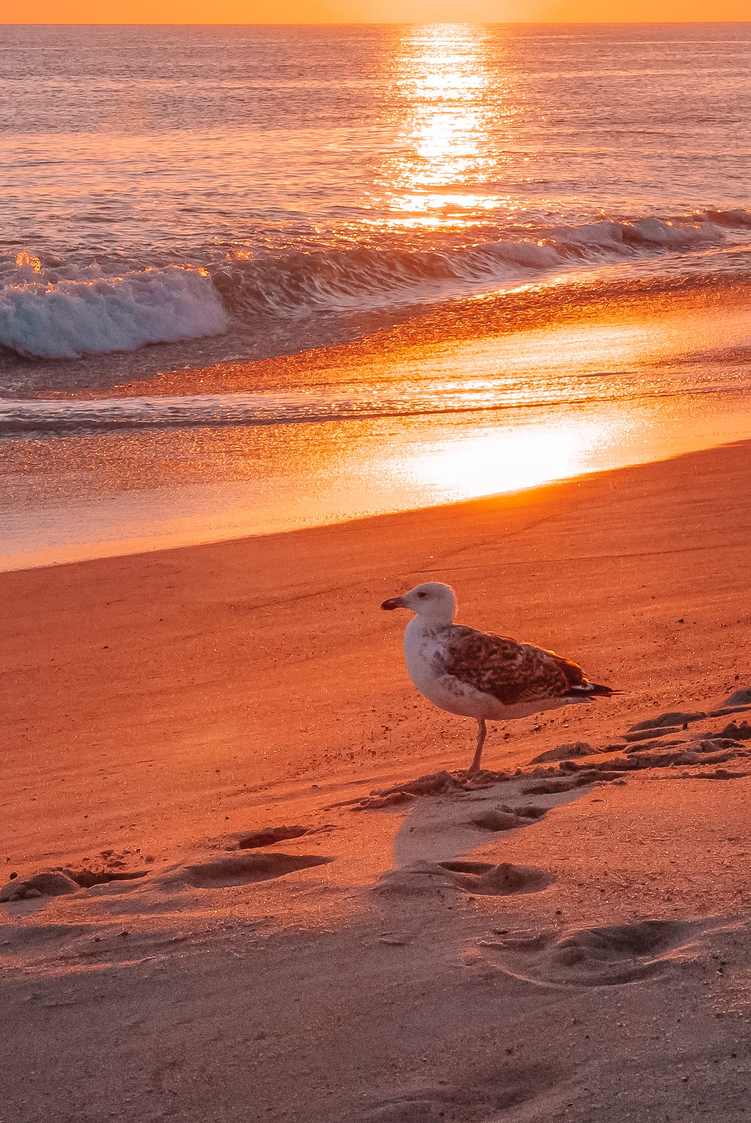 15 Best Beaches In Massachusetts, USA (16)